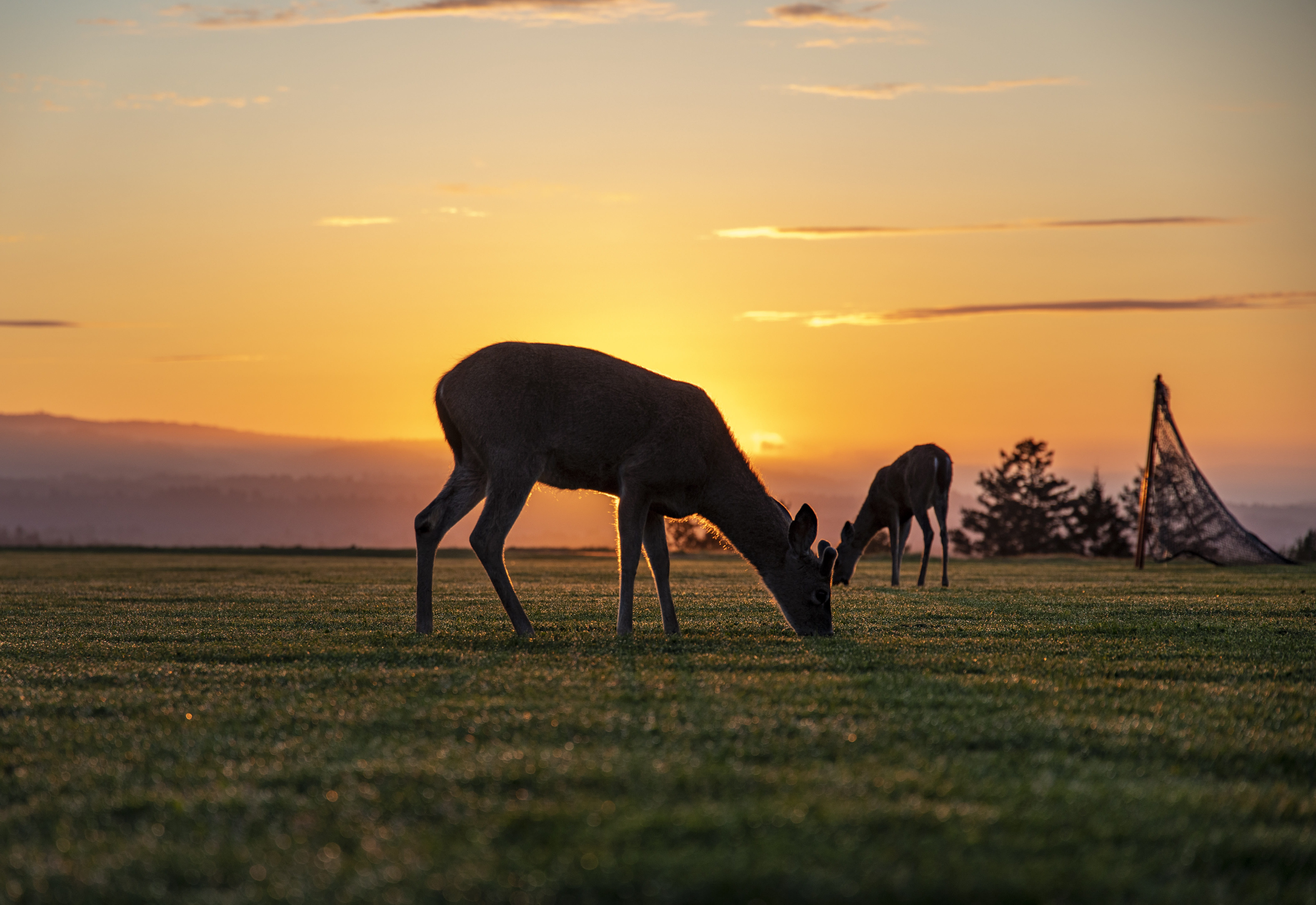 Deer at sunset on East Field